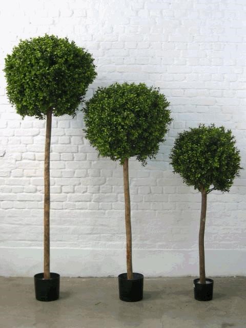 BOXWOOD BALL 1.40M W/1728 L.2/10