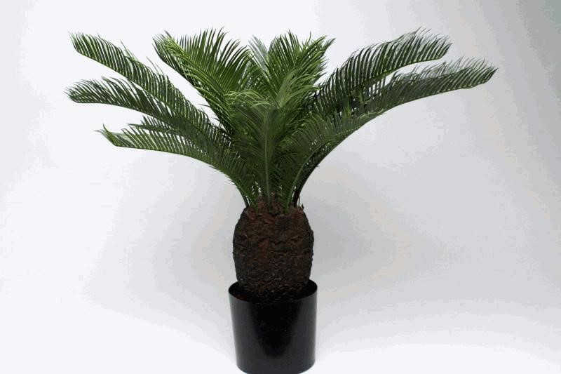 BABY CYCAS PLANTX19L.65CM 4/10