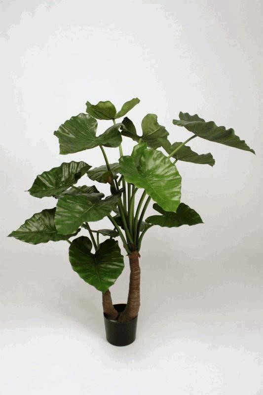 ALOCASIA CALIDORA X2 110CM 16LVS 2BUDS 